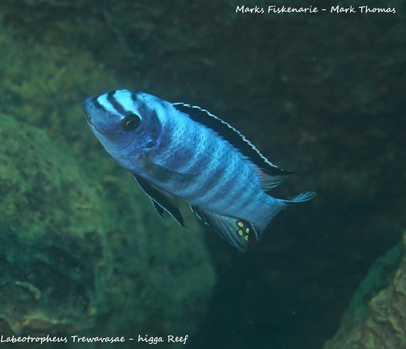 Labeotropheus trewavasae 'Higga Reef'